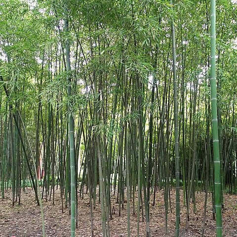 Phyllostachys kwangsiensis unspecified picture