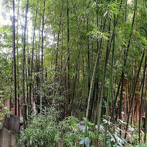 Phyllostachys prominens unspecified picture