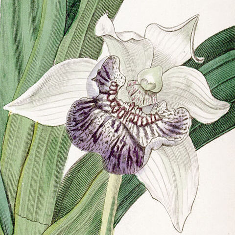 Cochleanthes unspecified picture