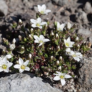 Arenaria gothica unspecified picture