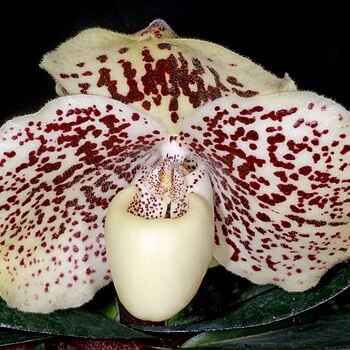 Paphiopedilum leucochilum unspecified picture