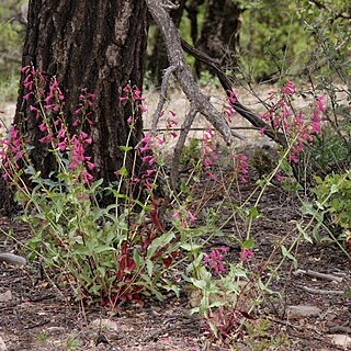 Penstemon pseudospectabilis unspecified picture