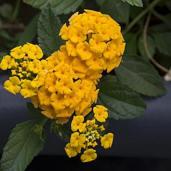 Lantana unspecified picture