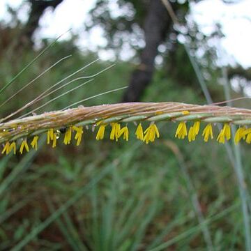 Trachypogon unspecified picture