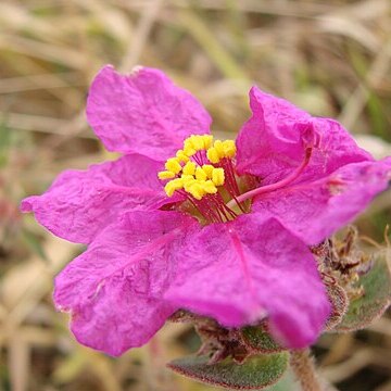 Diplusodon sessiliflorus unspecified picture