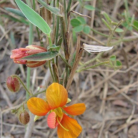 Chamaecrista fagonioides var. macrocalyx unspecified picture