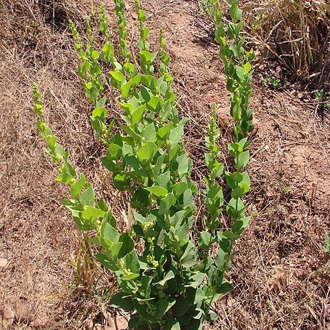 Cissampelos ovalifolia unspecified picture