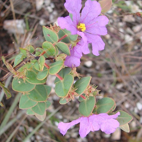 Diplusodon microphyllus unspecified picture