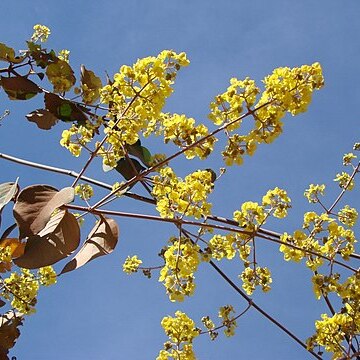 Banisteriopsis gardneriana unspecified picture