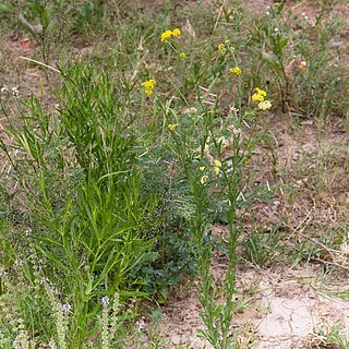 Nidorella resedifolia unspecified picture