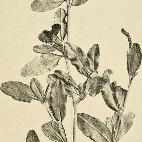 Xerochlamys elliptica unspecified picture