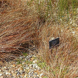 Carex tenuiculmis unspecified picture