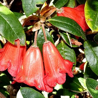 Rhododendron eudoxum unspecified picture