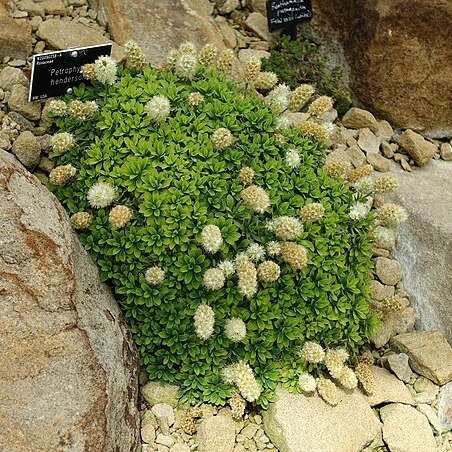 Petrophytum hendersonii unspecified picture