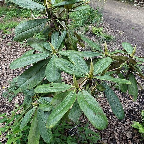 Rhododendron semnoides unspecified picture