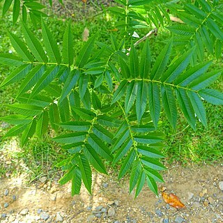 Sorbus ulleungensis unspecified picture