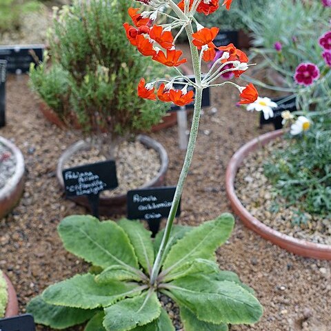 Primula cockburniana unspecified picture