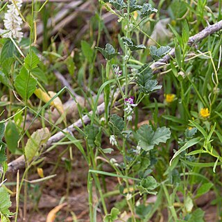 Cullen tomentosum unspecified picture