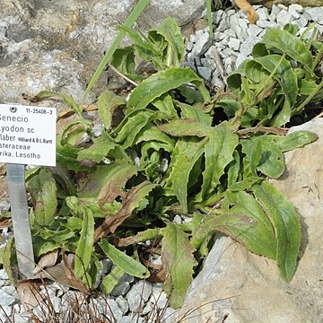 Senecio polyodon unspecified picture