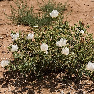 Argemone squarrosa unspecified picture