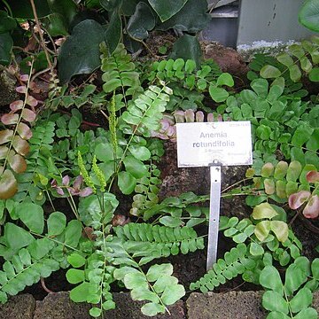 Anemia rotundifolia unspecified picture