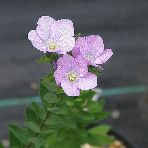 Linum hypericifolium unspecified picture