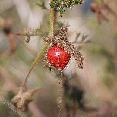 Kedrostis foetidissima unspecified picture