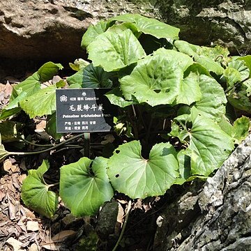 Petasites tricholobus unspecified picture