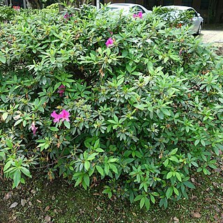 Rhododendron pulchrum unspecified picture