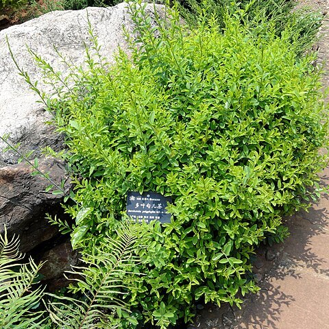 Berchemia polyphylla unspecified picture