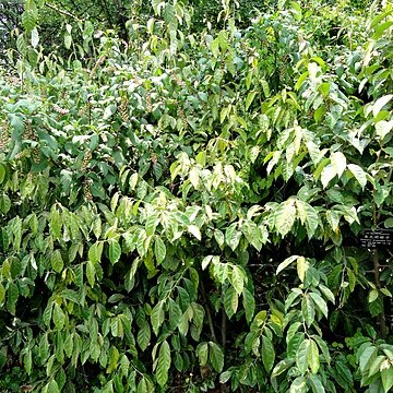 Elaeagnus gonyanthes unspecified picture