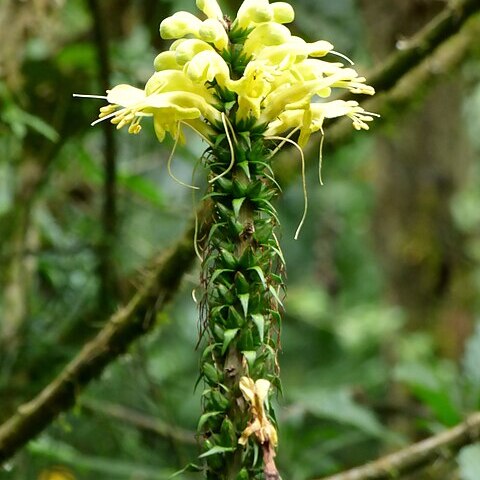 Aphelandra acanthus unspecified picture