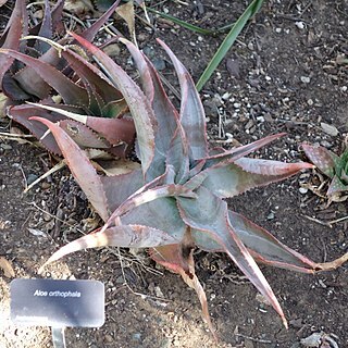 Aloe ortholopha unspecified picture