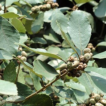 Quercus franchetii unspecified picture