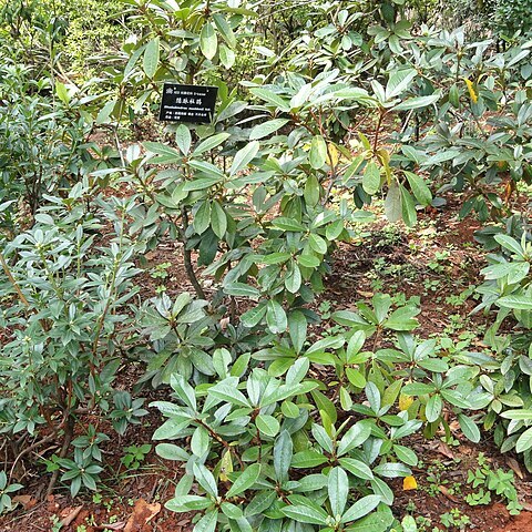 Rhododendron maddenii unspecified picture