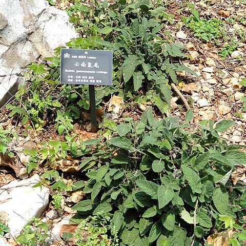 Salvia yunnanensis unspecified picture