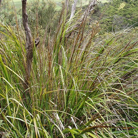 Gahnia lacera unspecified picture