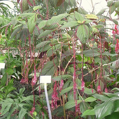 Trichostigma peruvianum unspecified picture