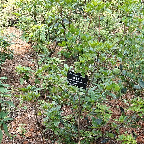 Rhododendron vialii unspecified picture