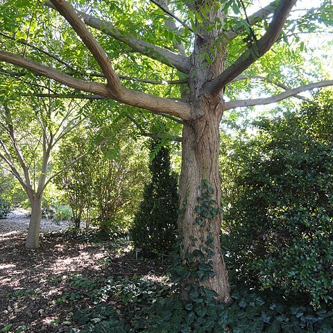 Pterocarya tonkinensis unspecified picture