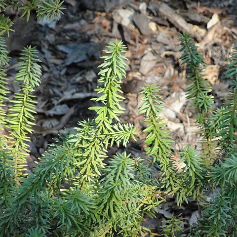 Podocarpus acutifolius unspecified picture