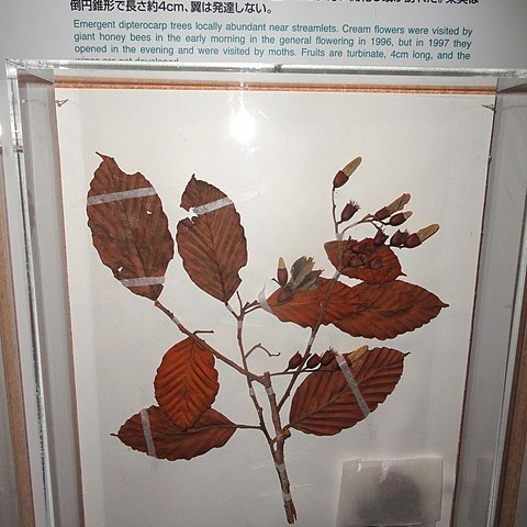 Dipterocarpus tempehes unspecified picture