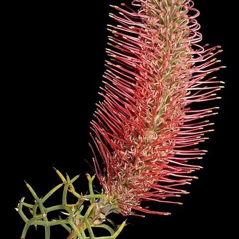 Grevillea paradoxa unspecified picture