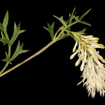 Grevillea pulchella unspecified picture