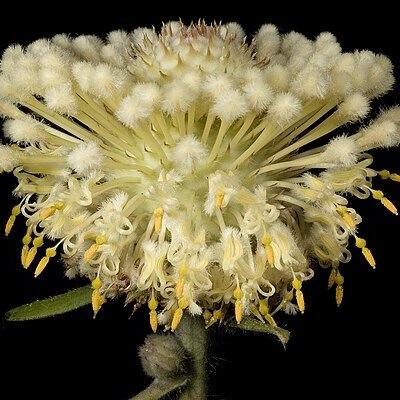 Isopogon sphaerocephalus unspecified picture