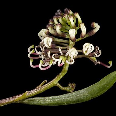 Grevillea papillosa unspecified picture