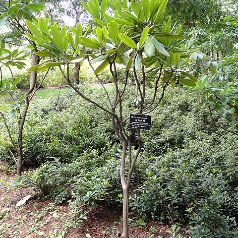 Rhododendron annae unspecified picture