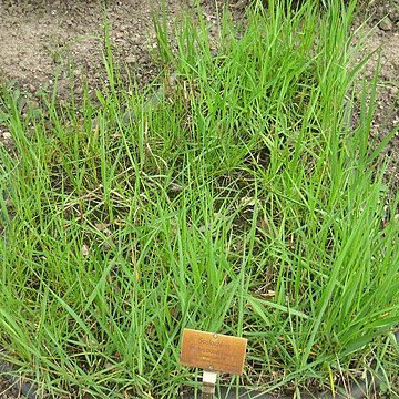 Scolochloa unspecified picture