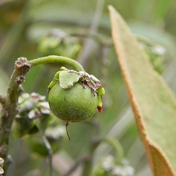 Byrsonima viminifolia unspecified picture