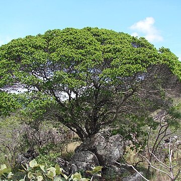 Humiria balsamifera unspecified picture